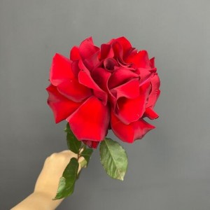 Французская роза красная