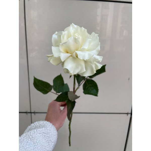 Французская роза белая