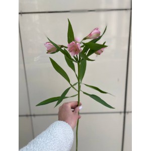 Альстромерия розовая