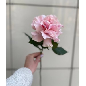 Французская роза розовая