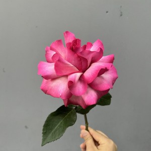 Французская роза лола